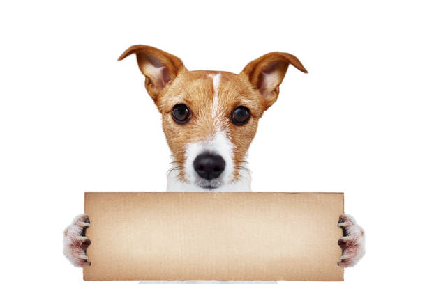 istock Dog portrait hold cardboard on white background 1369353680