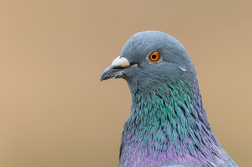 Portrait of a feral pigeon (Columba livia domestica).