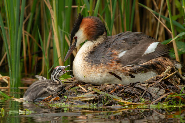 A great crested grebe with young A great crested grebe on the nest with young feed hem great crested grebe stock pictures, royalty-free photos & images
