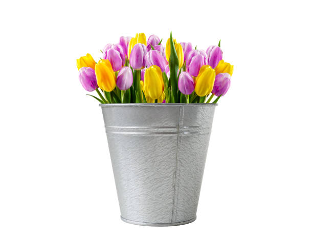bouquet de tulipes dans un seau sur fond blanc - galvanized bucket photos et images de collection