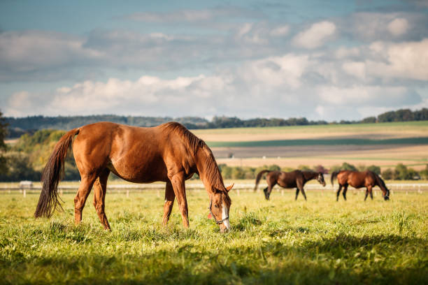 Herd of horses grazing grass on pasture