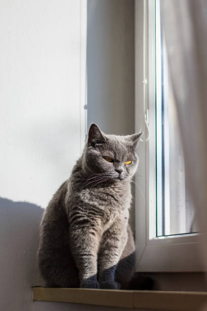 istock Bored cat sitting at window sill 1369356606