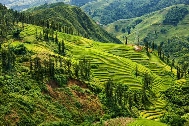 sapa cidade, perto de campos de arroz do vietnã em north - bac ha - fotografias e filmes do acervo