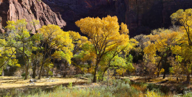 istock Zion National Park in autumn 1369357331