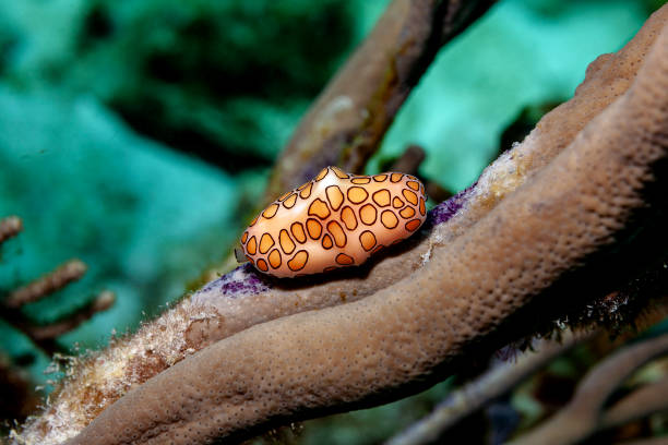 카리브해의 콘 달팽이, 플라밍고 혀 - sea snail 뉴스 사진 이미지