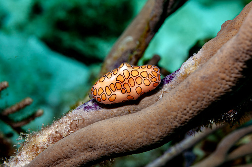 Flamingo tongue on a wire clawn. The sea snails are commonly found in the Caribbean