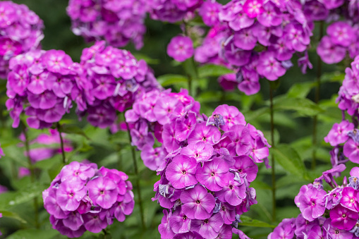 Garden with purple phlox flowers.