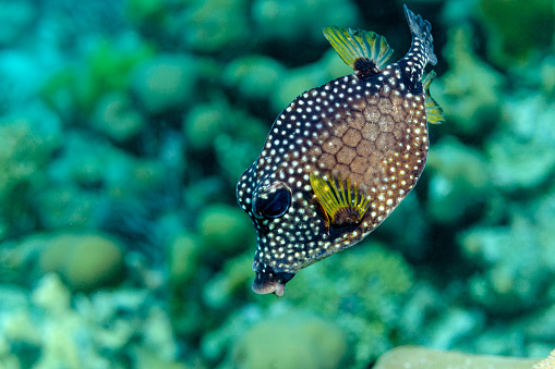 Young puffer fish foraging in the reef