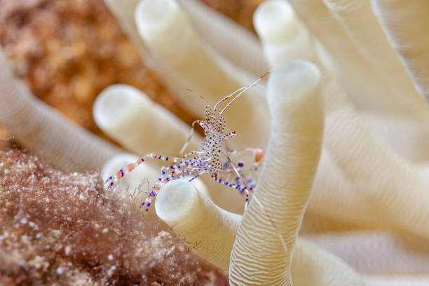 istock Small shrimps are not easy to find 1369357527