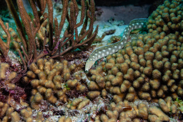istock White-spotted snake eel on the coast of Bonaire 1369357575