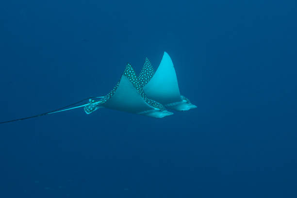 Pair of eagle rays zoihen through the open sea.