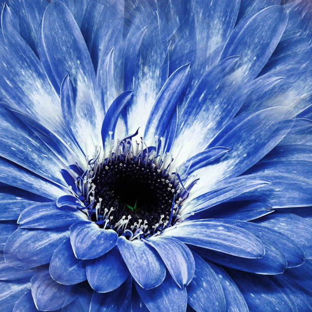 istock Flower blue gerbera.    Floral background. Close-up. Nature. 1369358596