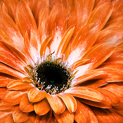 Flower  orange gerbera.  Floral background. Close-up. Nature.