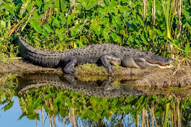 플로리다의 습지 둑에서 미소를 지은 대형 악어가 햇볕을 쬐고 있습니다. - alligator 뉴스 사진 이미지