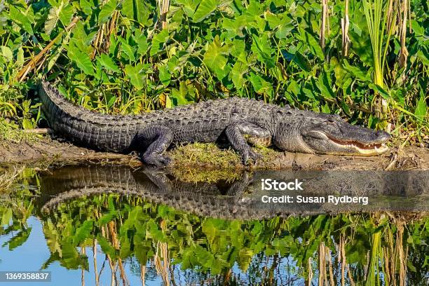 Large Alligator With A Grin Is Sunning On The Banks Of Wetlands In Florida Stock Photo - Download Image Now