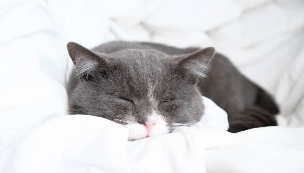 istock Front view of cute beautiful cat sleeping in her dreams on a classic British patterned quilt 1369358846