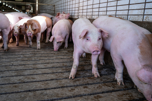 Group of small pigs in a pig pen