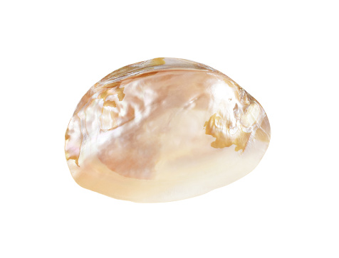 Seashell coral isolated on the white background with clipping path