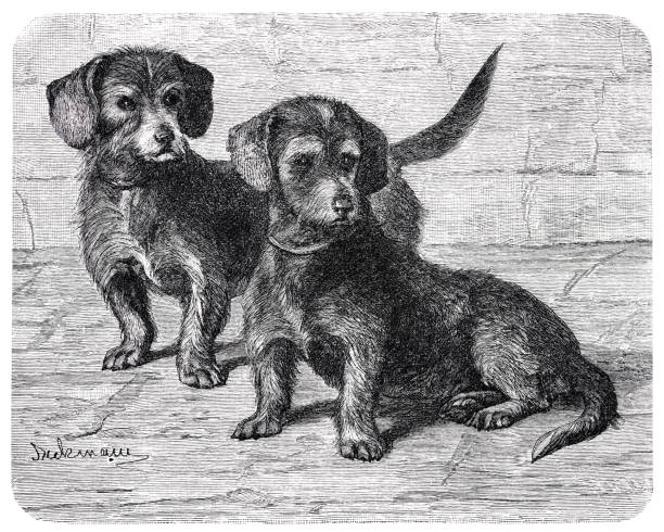Cartoon Of Dachshund Black And White Illustrations, Royalty-Free Vector Graphics & Clip Art - iStock Cartoon Of Dachshund Black And White Illustrations, Royalty-Free Vector Graphics & Clip Art - iStock