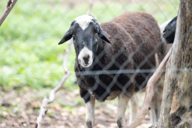 istock Black sheep in the field behind a wire fence 1369360431