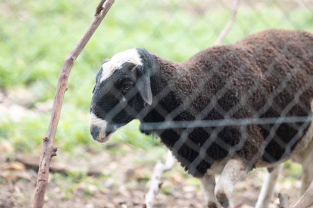 istock Black sheep in the field behind a wire fence 1369360436