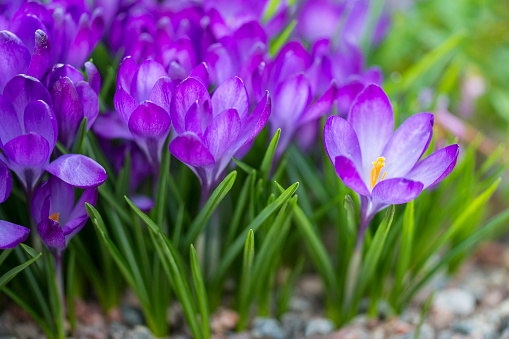 A lawn covered purple flowers of crocuses with the blurred background of green grass. Spring sunny day. Majestic nature wallpaper with forest flower. Floral springtime. Location place Ukraine, Europe