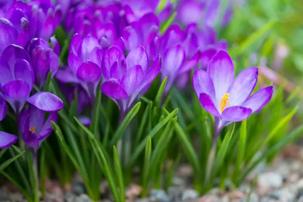 Purple Springtime Crocus