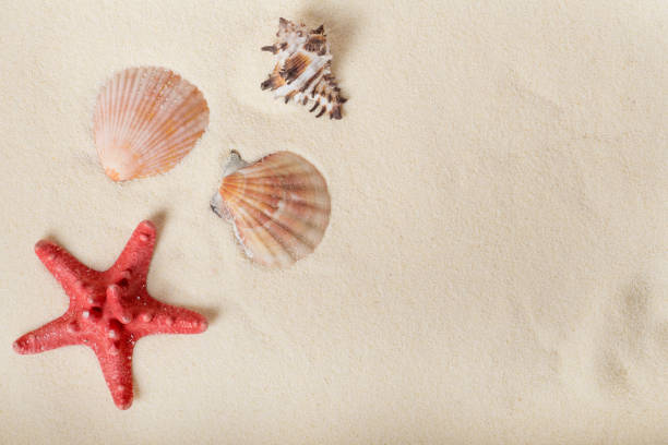 istock starfish and shells on the beach, vacation memories 1369362718