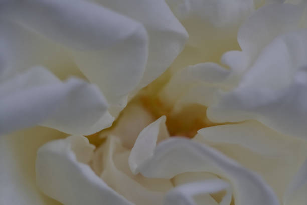 istock Swirl of love 1369362984