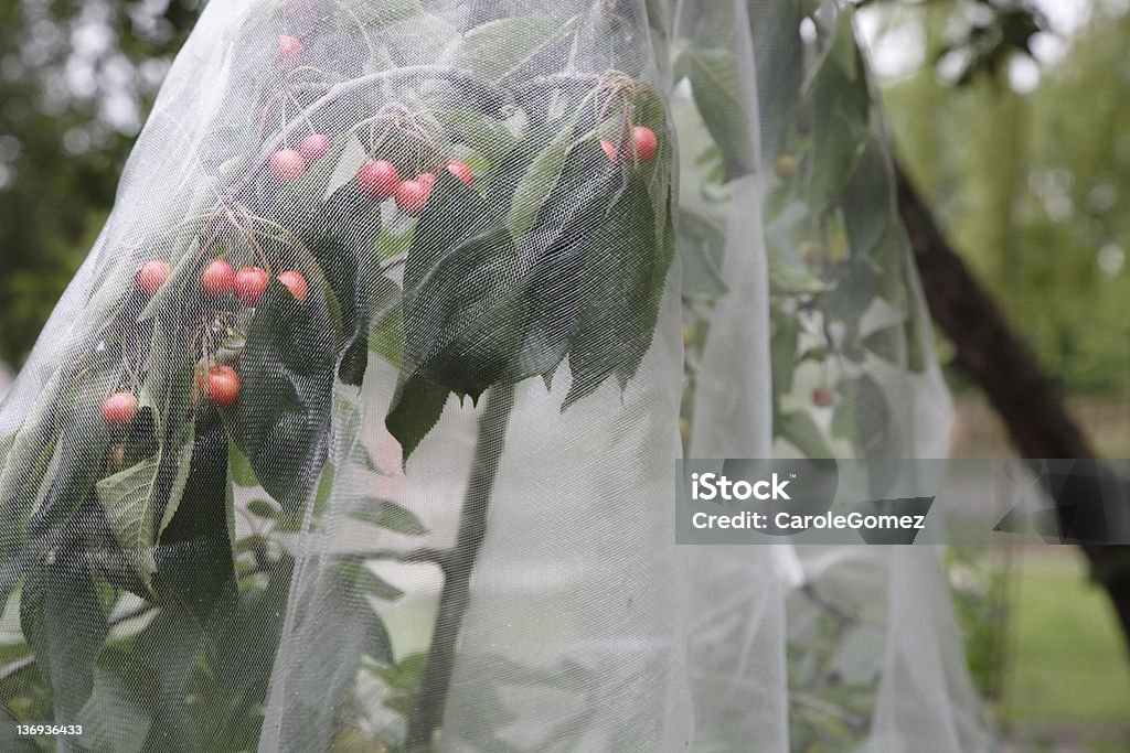 Bio-Crop Protection - Lizenzfrei Kirschbaum Stock-Foto