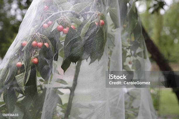 Biocrop Protection Stockfoto und mehr Bilder von Kirschbaum - Kirschbaum, Schutz, Gärtnern