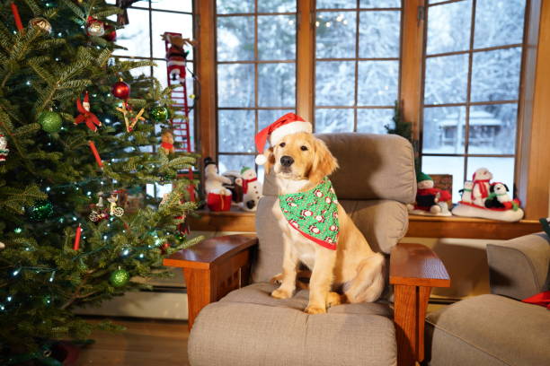 istock Golden at Christmas 1369365704