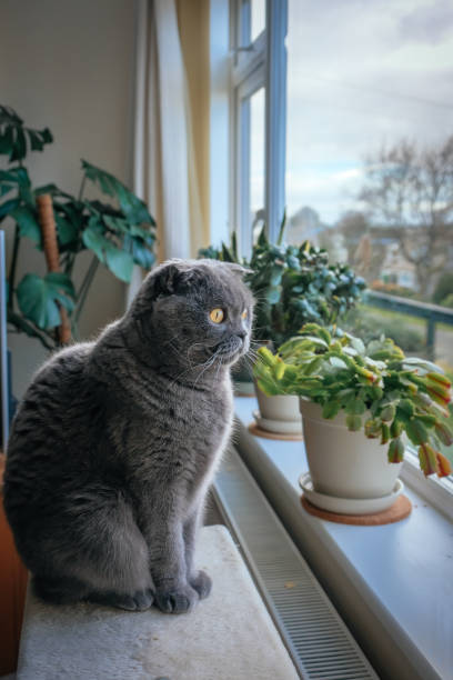 istock Cat looking out of the window 1369365957