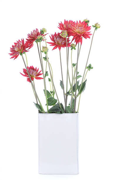 Red dahlias in a white vase, isolated on white