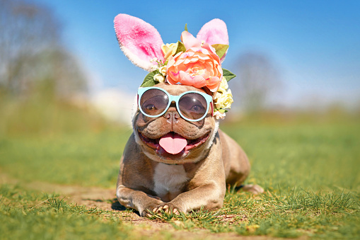 Divertido conejo de Pascua Perro Bulldog Francés vestido con orejas de conejo diadema con flores y gafas de sol photo