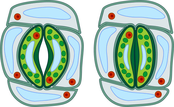 illustrazioni stock, clip art, cartoni animati e icone di tendenza di struttura del complesso stomatale con stoma aperto e chiuso - guard cells