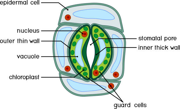 illustrazioni stock, clip art, cartoni animati e icone di tendenza di struttura del complesso stomatico con stomia aperta isolata su fondo bianco - guard cells