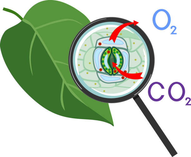 白い背景に分離された虫眼鏡の下で緑の葉の植物呼吸と口孔複合体のスキーム - guard cells点のイラスト素材／クリップアート素材／マンガ素材／アイコン素材