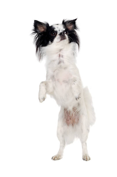 istock Chihuahua isolated on white background 1369371000