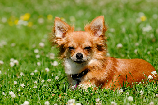 Chihuahua puppy dog resting on green grass