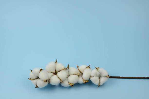 background, ball, beautiful, beauty, birthday, blu, blue, boll, border, botany, branch, bud, card, clean, clear, closeup, color, composition, cotton, cotton flower, cotton plant, crop, decoration, delicate, dry, fiber, flat lay, floral, floral composition, flower, fluffy, material, minimalism, mother's day, natural, nature, organic, pastel, plant, raw, soft, softness, spring, stem, table, textile, texture, twig, vintage, white