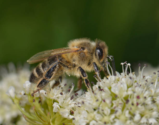 istock Honey Bee, Apis Mellifera. 1369374213