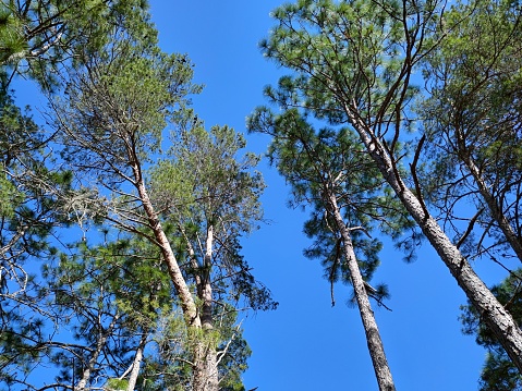 Longleaf and sand pines from below on a sunny day