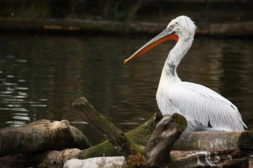 Pelican in the water