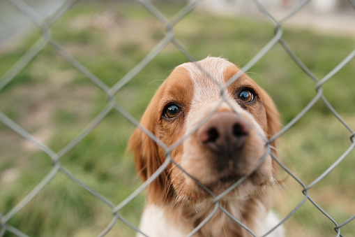 A dog looking at camera on the other side of a fence.