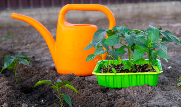 istock Many young pepper sprouts grown from seed in container on ground with garden watering can and other pepper seedling plant in black soil. Spring seedlings for garden, growing home vegetables. 1369376685
