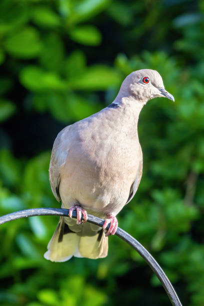 istock Collared dove perched an a railing with green foliage background, Hampshire, UK 1369377377