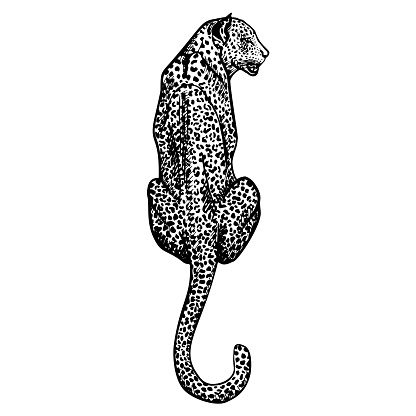 Leopard in engraving style isolated on white background. Hand drawn wildlife sitting animal. Vintage sketch cheetah.