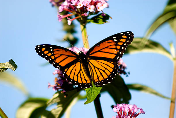 istock A monarch butterfly on a flower 136937756