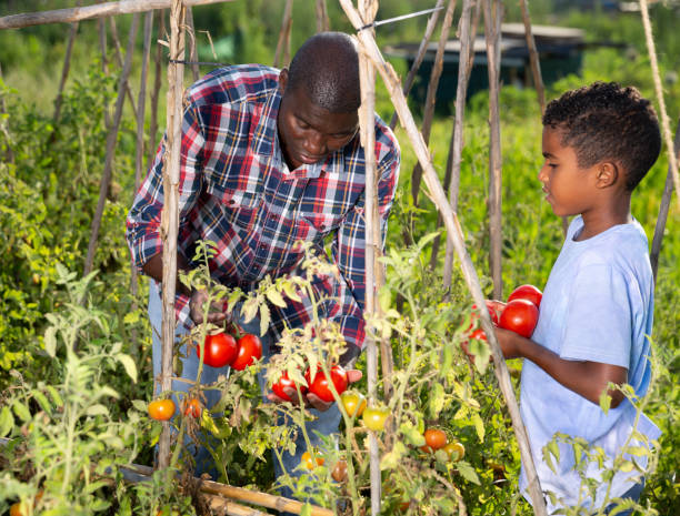 istock Father and son harvesting tomatoes on plantation 1369377659